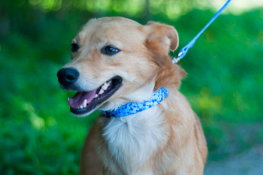 Trela Guell - ÚLTIMAS UNIDADES