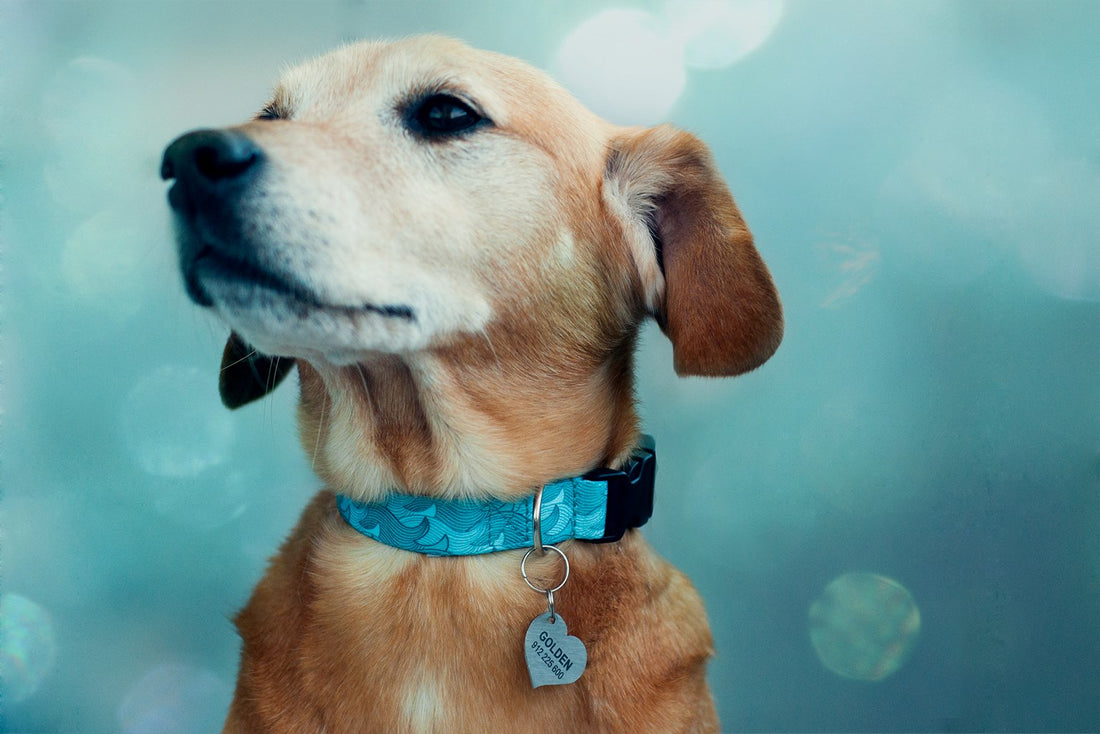 Importância da Medalha de Identificação Visível para Cão (e Gato)