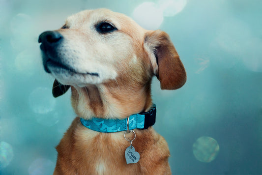 Importância da Medalha de Identificação Visível para Cão (e Gato)