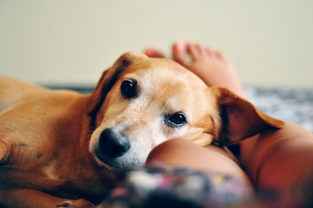 Não tenhas cão se não tens coração