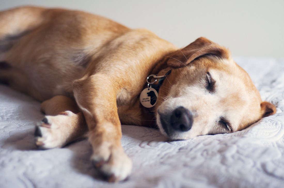 Carta de um velhote abandonado