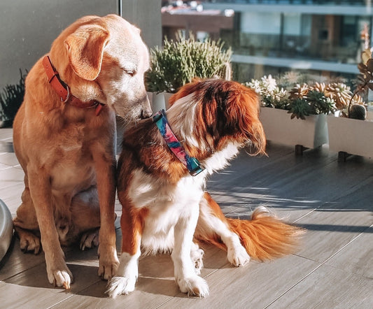 Quero adotar um cão, e agora? - Parte 1